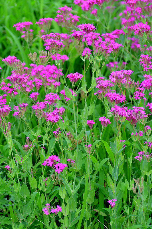 Silene armeria /甜美的William Catchfly:花